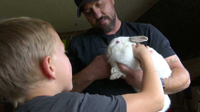 Displaced bunny finds new home after stowing away on a truck - Vimarsana News